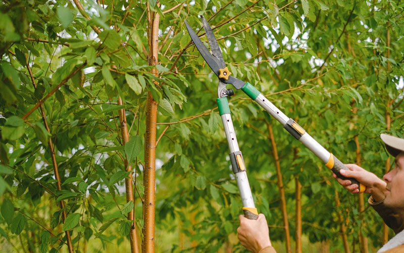Tree trimming in Andover, IA